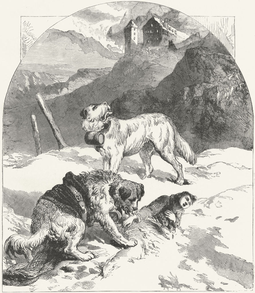 SWITZERLAND. Dogs of St Bernard 1891 old antique vintage print picture